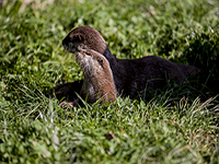 Otter