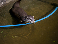 Otter, Asian small-clawed otter 